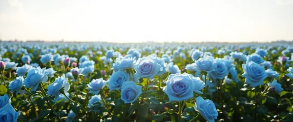 Las rosas son de color azul de forma natural